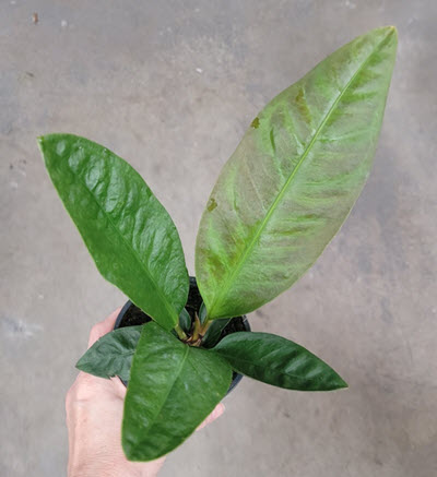 4" Anthurium Superbum